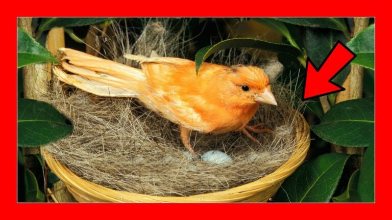 Descubre los mejores nidos para criar canarios y disfrutar de sus melodías