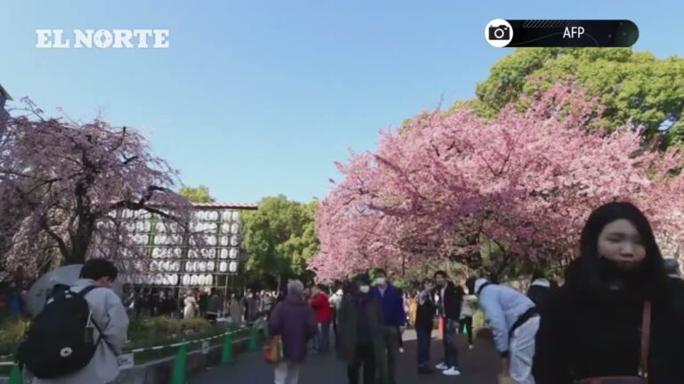 Descubre la mejor época para disfrutar de los cerezos en Japón